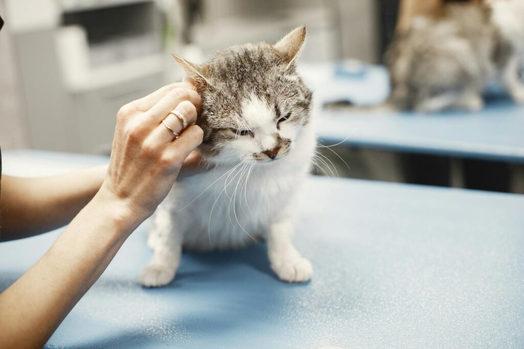 A demonstration of medication being administered to a cat, exhibiting how an online pharmacy can produce the medication you need to help your best friends.  