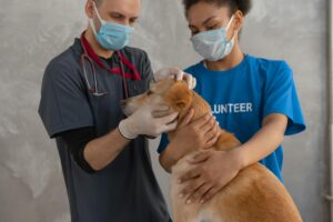 Vets checking the dog for a mysterious respiratory illness 
