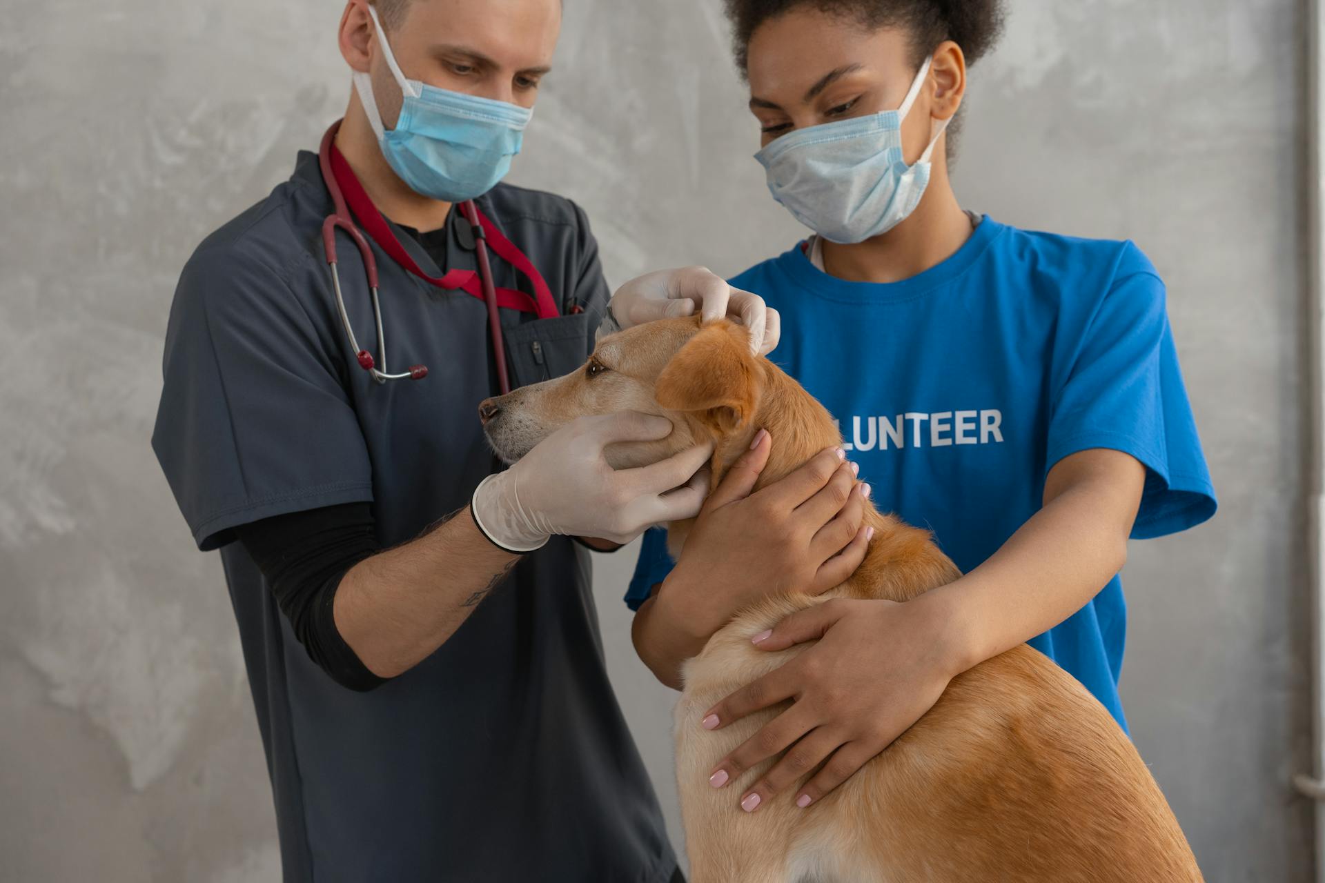 Vets checking the dog for respiratory illness