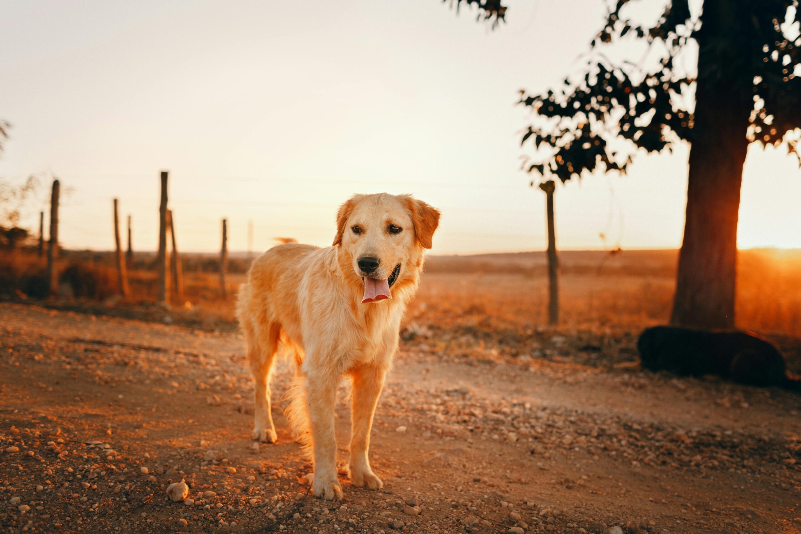 Animal urgent care in Reno