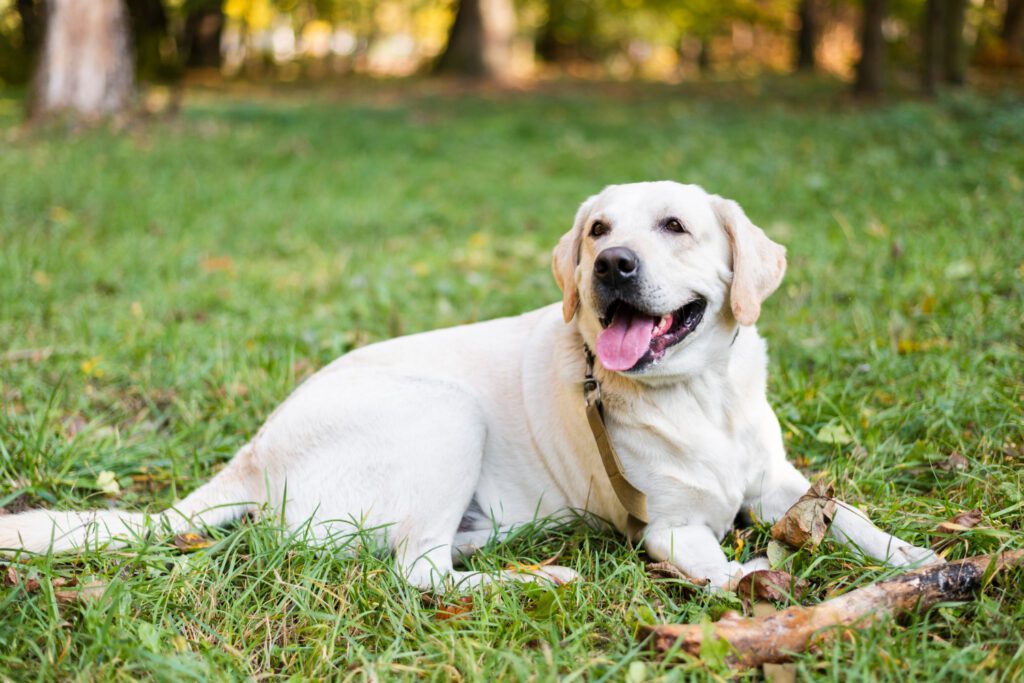 Orthopedic Surgery for Pets at Klaich Animal Hospital