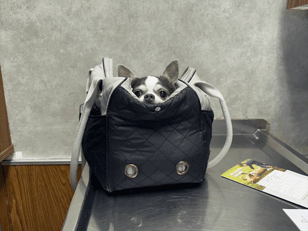 animal emergency center reno