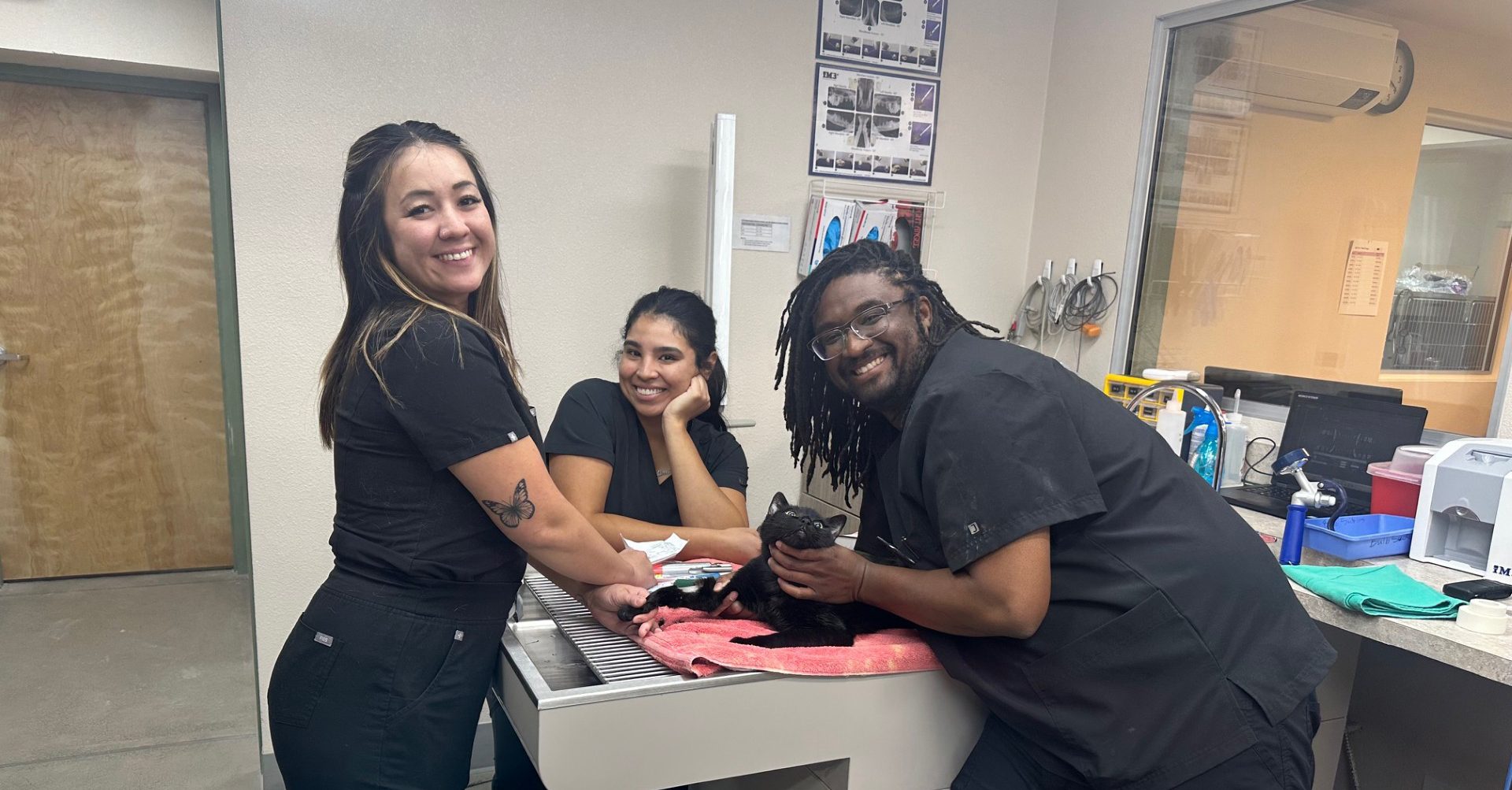 Veterinarian performing animal orthopedic surgeries reno procedure on a cat’s leg joint